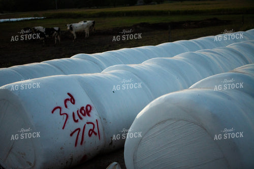 Covered Round Bales 50333