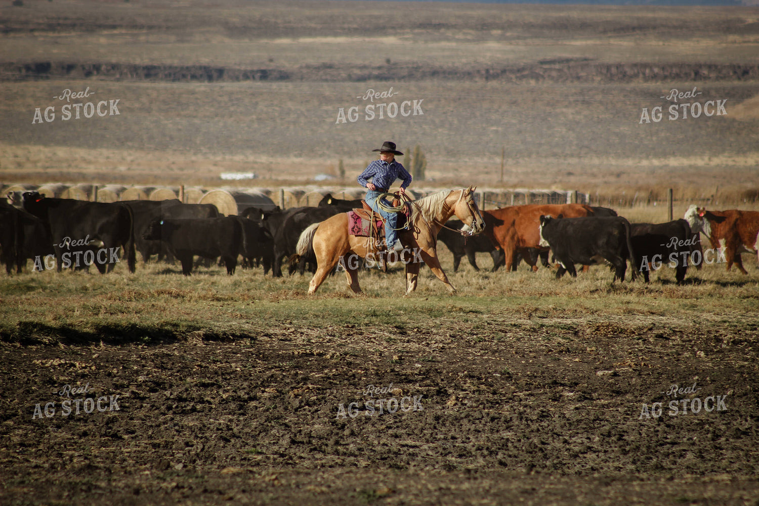 Female Rancher Moving Cattle on Horseback 78196
