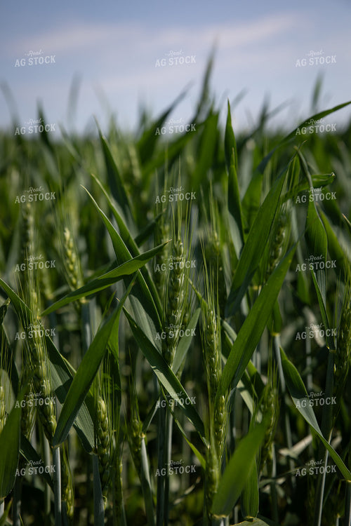 Lush Green Wheat Field Under Clear Blue Sky 238013