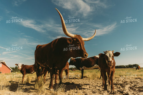 Cattle in Pasture 61115