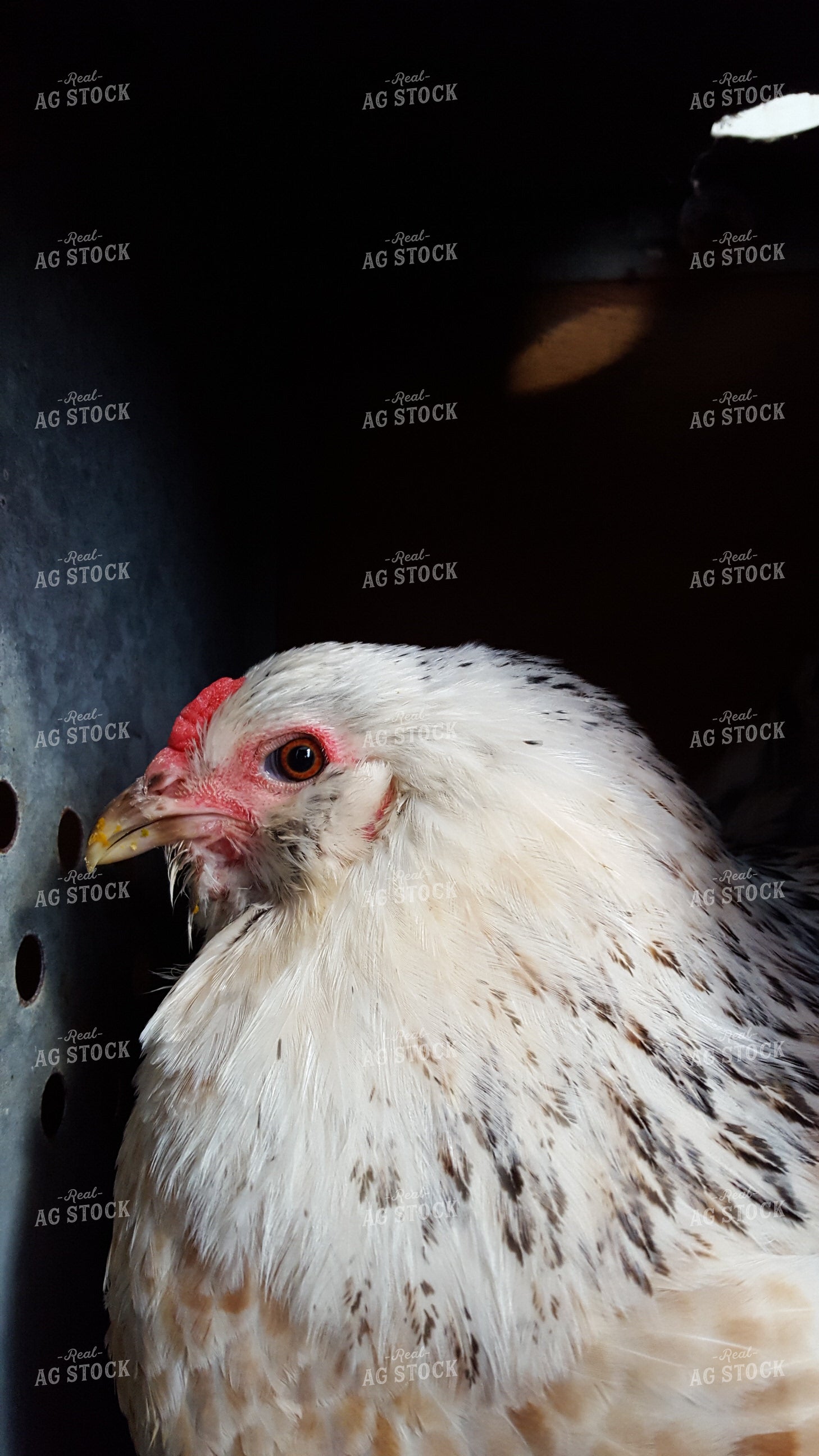 Chicken in Nesting Box 76002