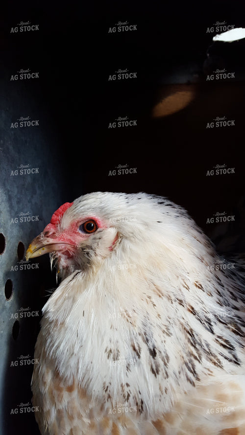 Chicken in Nesting Box 76002