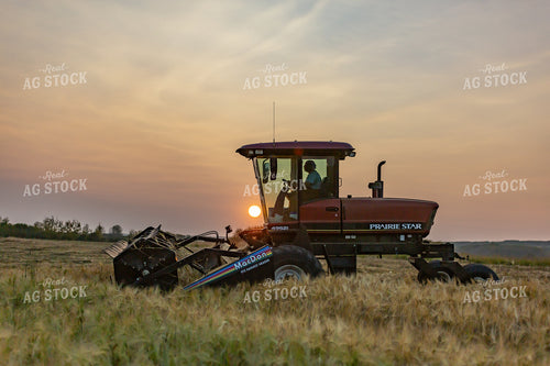 Swather Harvesting Hay at Sunset 138043