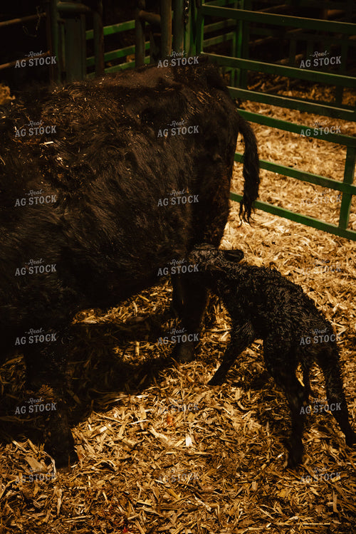 Newborn Calf and Cow 67593
