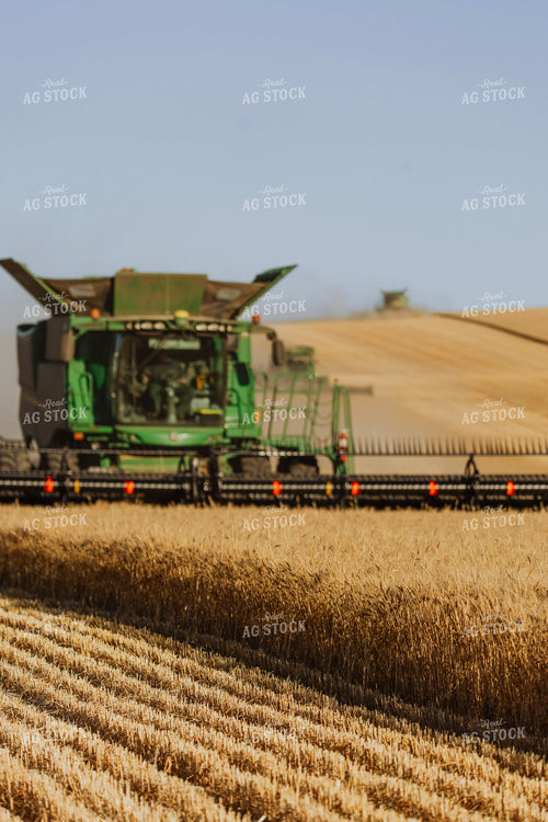 Wheat Harvest 187305
