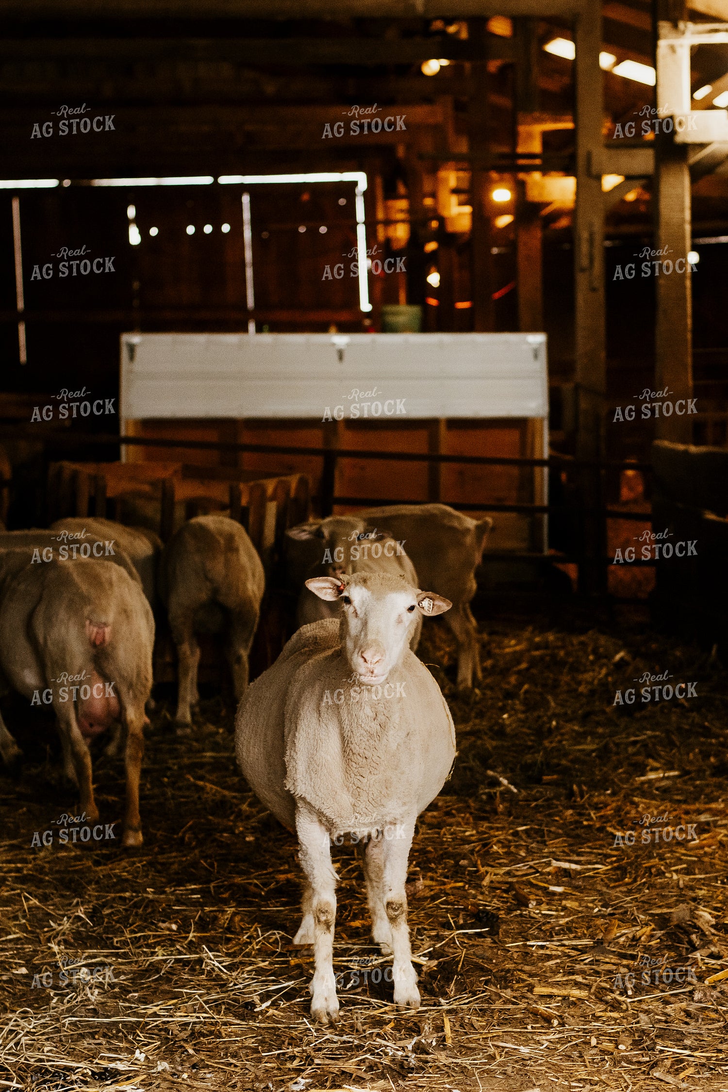 Sheep in Barn 68138