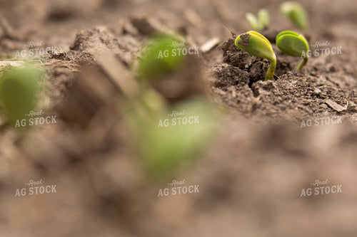 Soybeans - Early Growth 1381