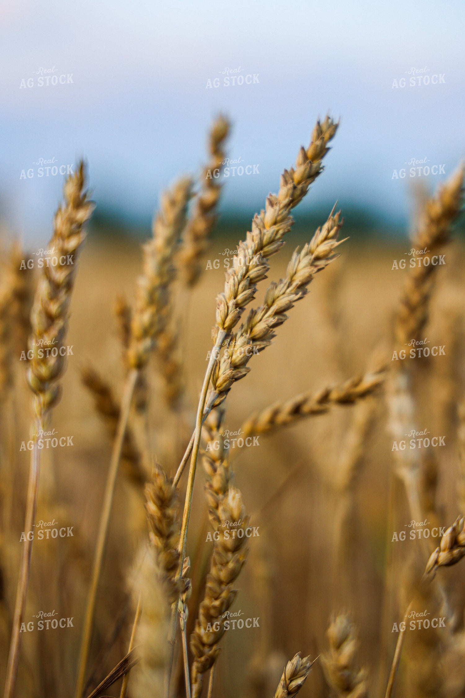 Dried Wheat 160241