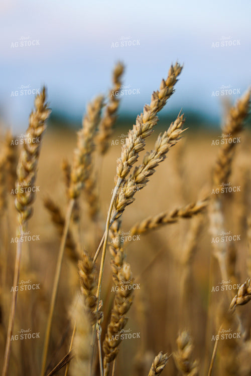 Dried Wheat 160241
