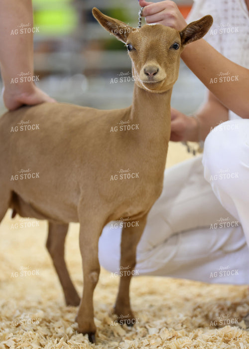 Showing Goats 160280