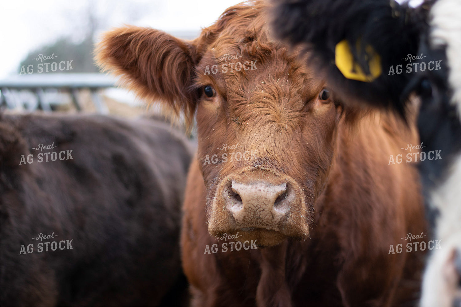 Cow Face 50057