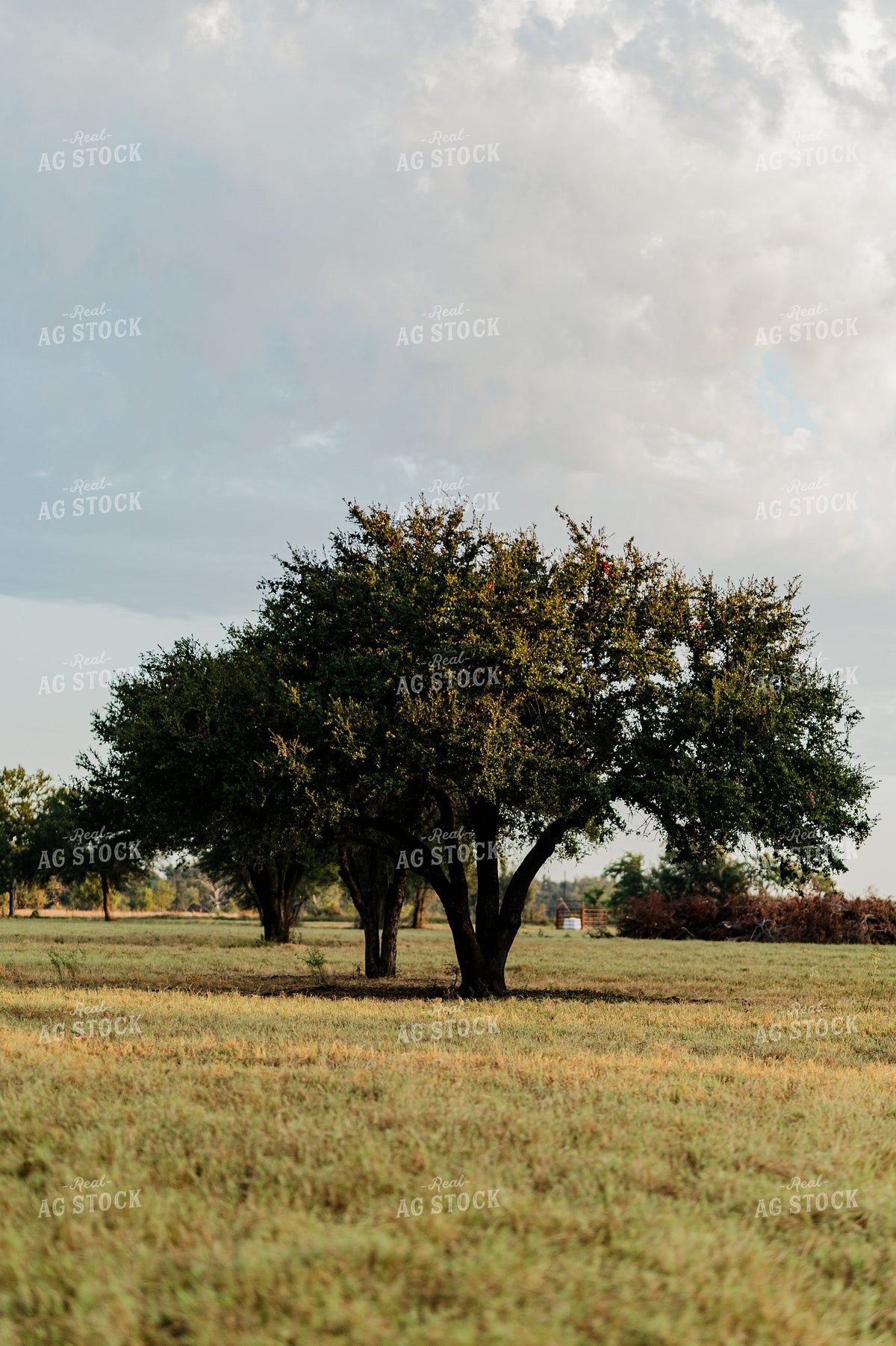 Shade Trees Standing in Open Pasture Under Cloudy Sky 402053