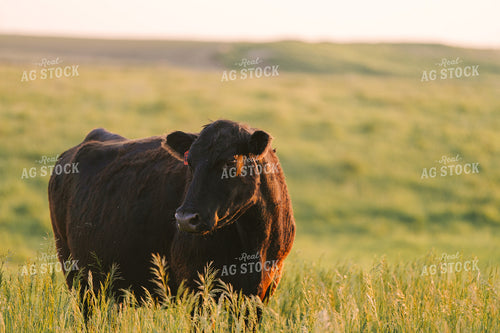 Black Angus Cattle on Pasture 68283