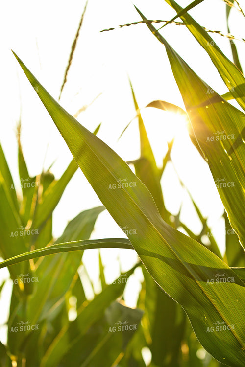 Corn Leaves 150000