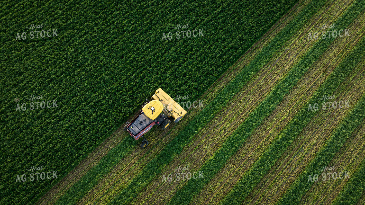 Cutting Alfalfa Hay Drone 56331