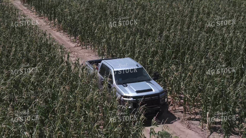 Driving Through Wind Damaged Corn 239367