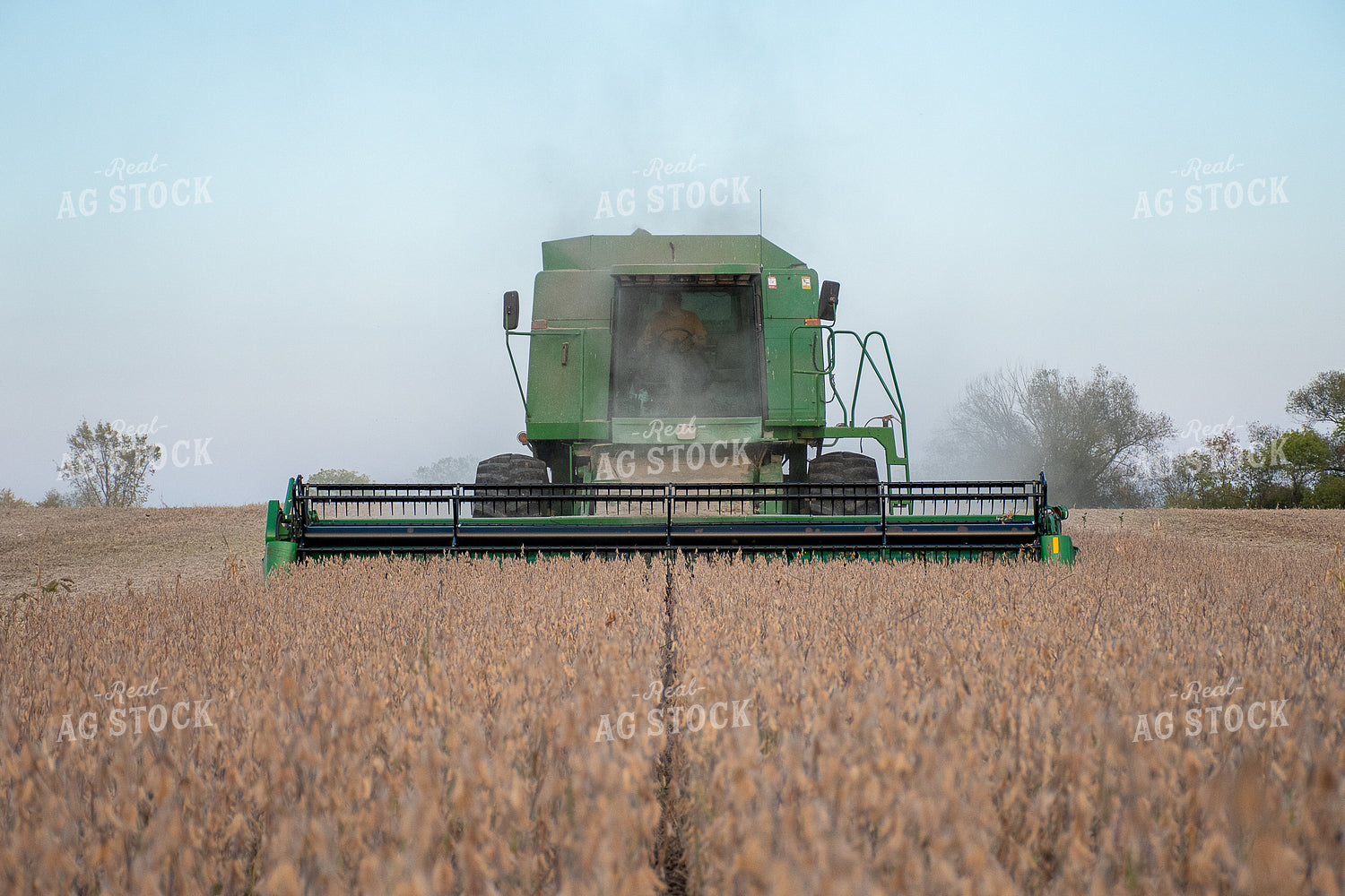 Soybean Harvest 50305