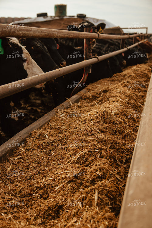 Cattle Eating in Feedlot 67617