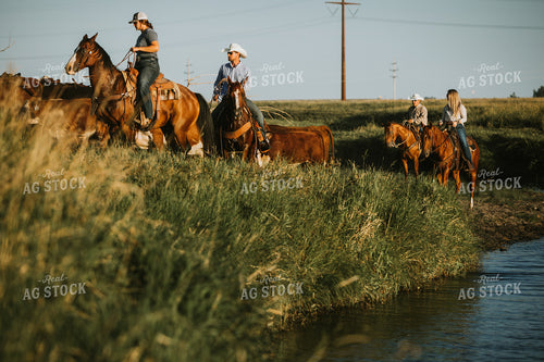 Ranchers and Cattle in Pasture 6392