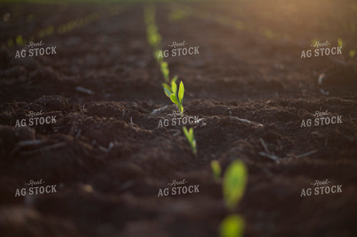 Corn - Early Growth 1141