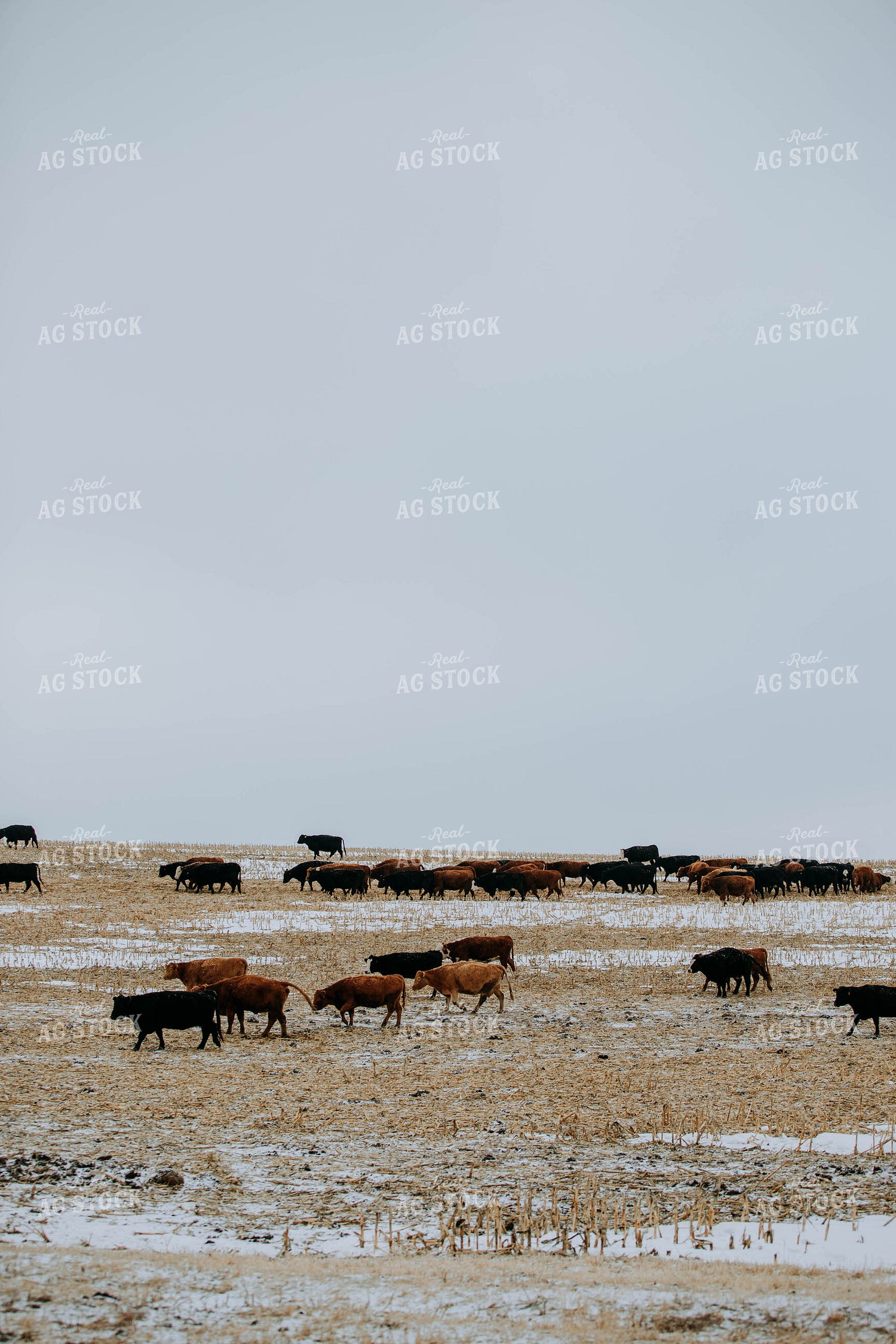 Cattle in Pasture 77165