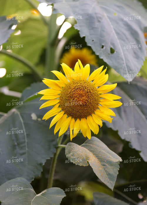 Sunflowers 160185