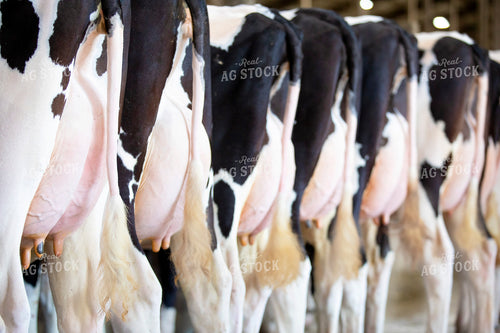 Holstein Udders 55216