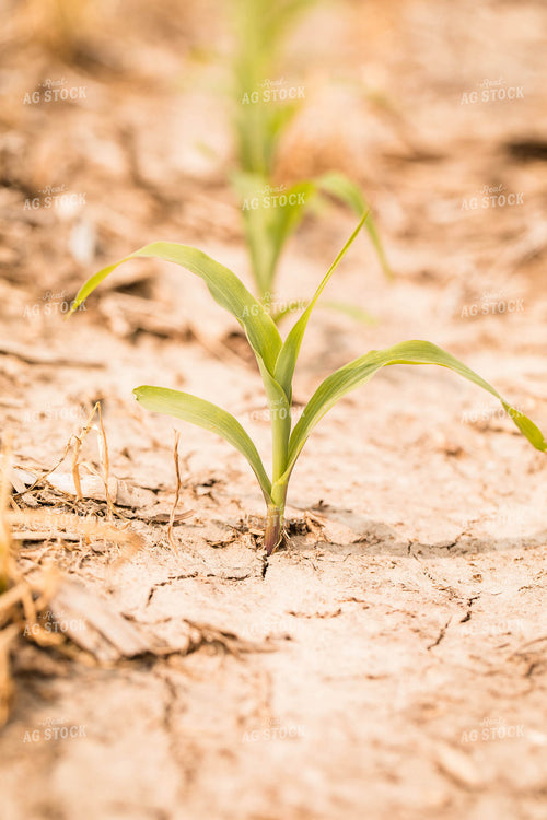 Soybeans 147009