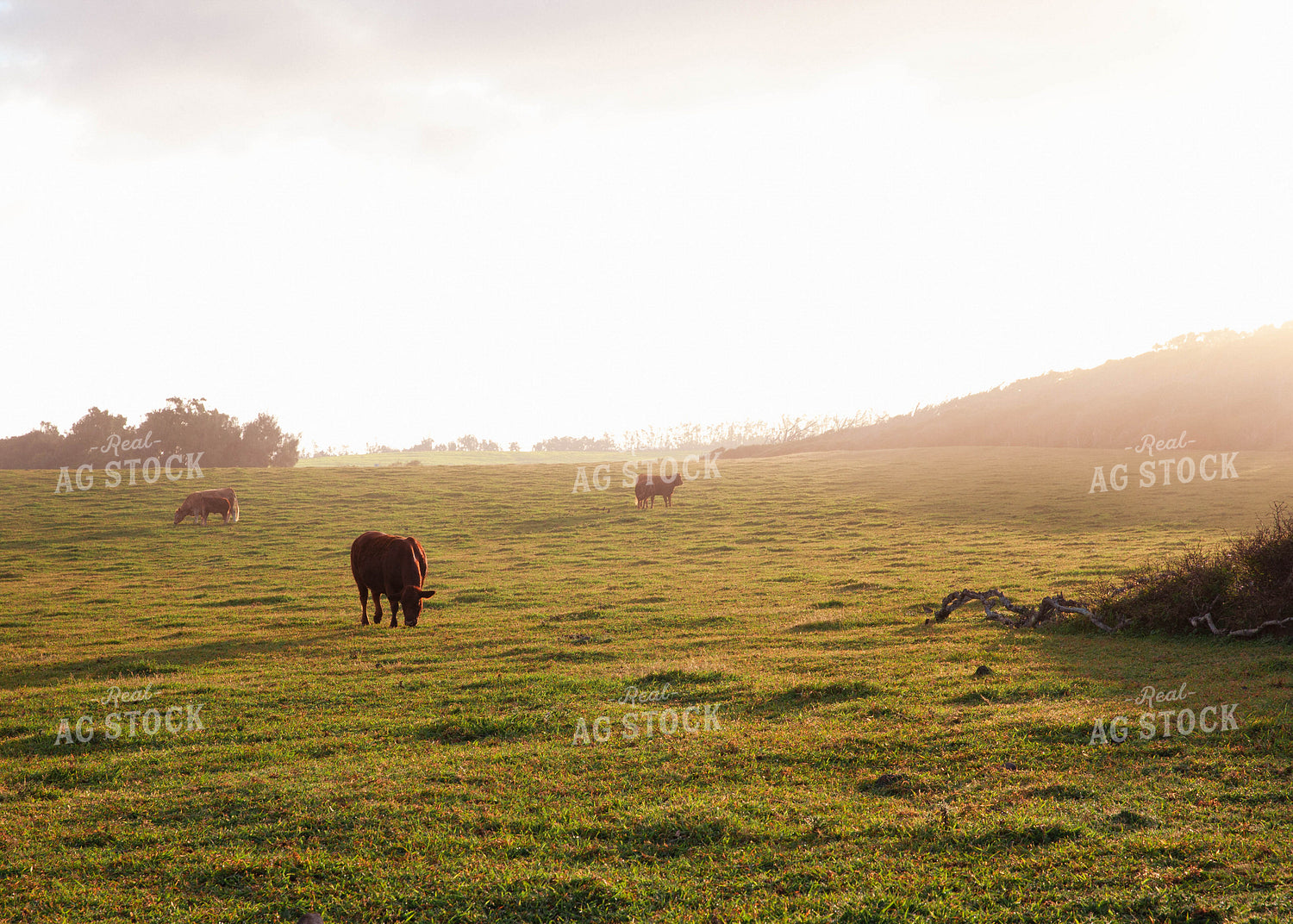 Cattle Graze in Open Field at Sunset 132000