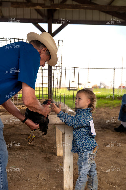 Showing Chickens 115835