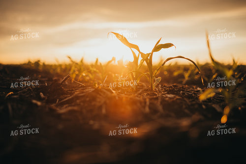 Early Stage Corn after Rain 4307