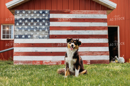 Farm Dog in Front of American Flag Painted on Barn 174021