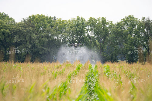 Drone Service Applying Fungicide 168066