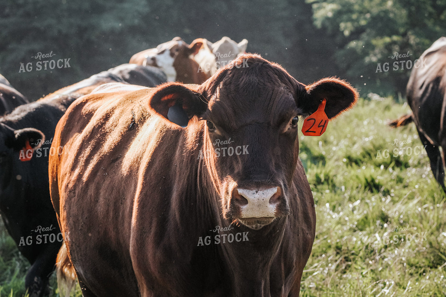 Cattle on Pasture 182039