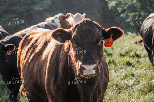 Cattle on Pasture 182039