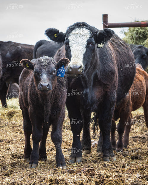 Cow Calf Pair 138129