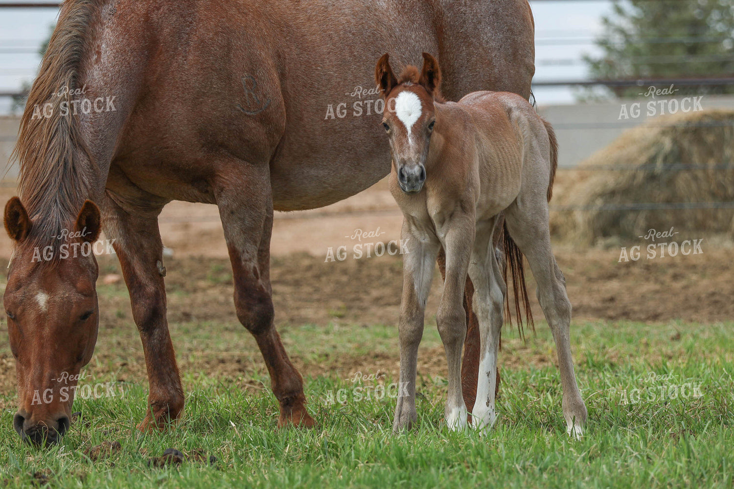Horse and Foal Grazing 97016
