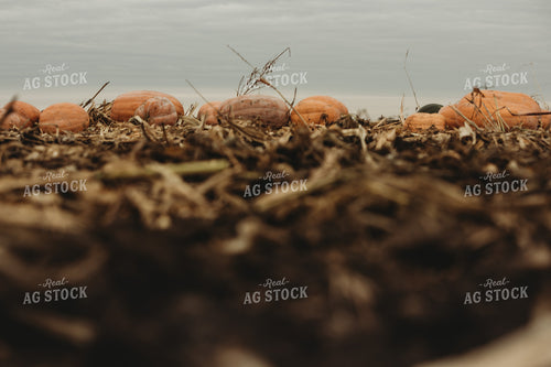 Food Pumpkins 3544