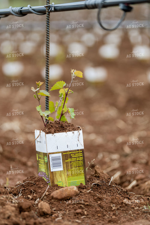 Vineyard Grape Production 107025