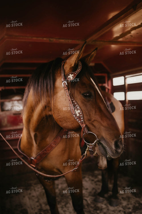 Horse in Trailer 185121