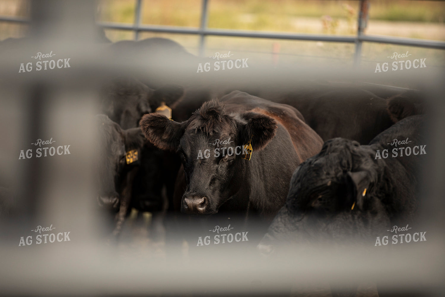Cattle in Pen 285073