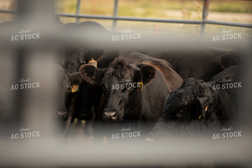 Cattle in Pen 285073