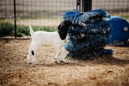 Goat Kids 196267