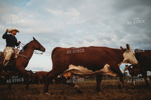 Cattlemen Chasing Cattle 6470