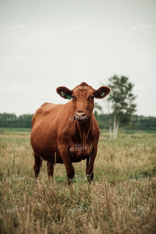 Red Angus Cow in Pasture 118020