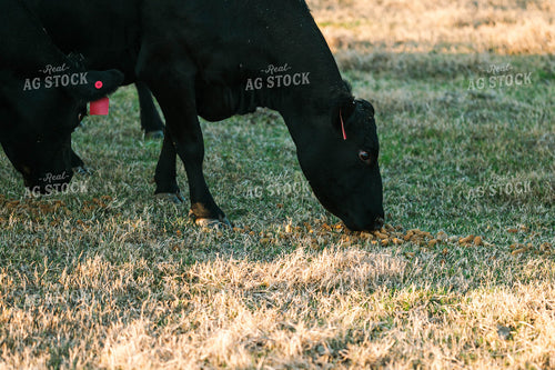 Cows Eating Pellets in Pasture 125234