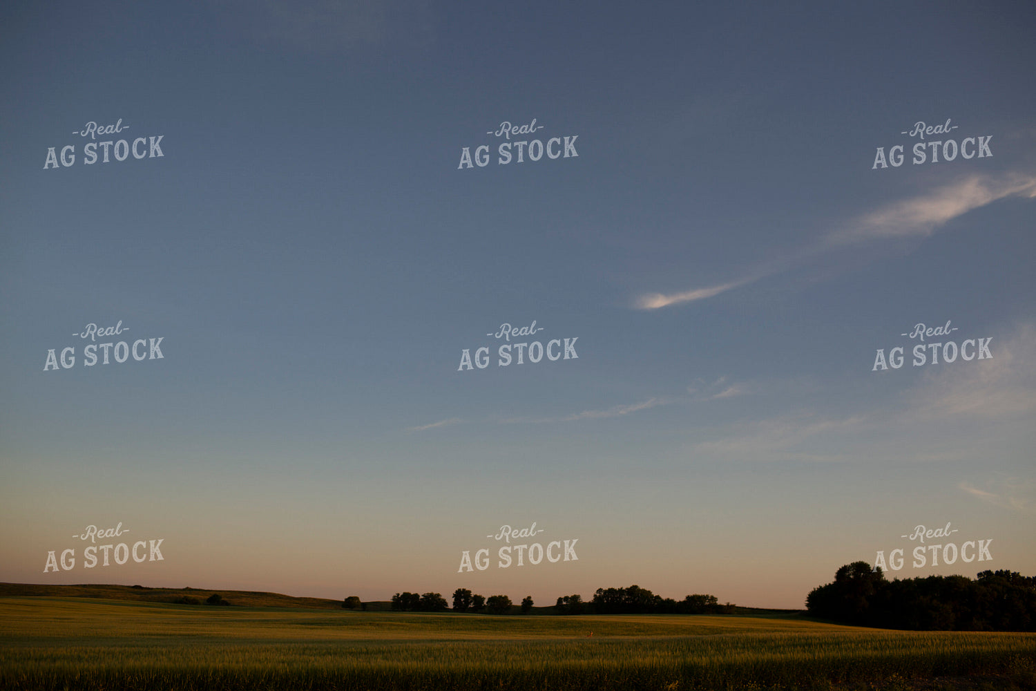 Wheat 2132