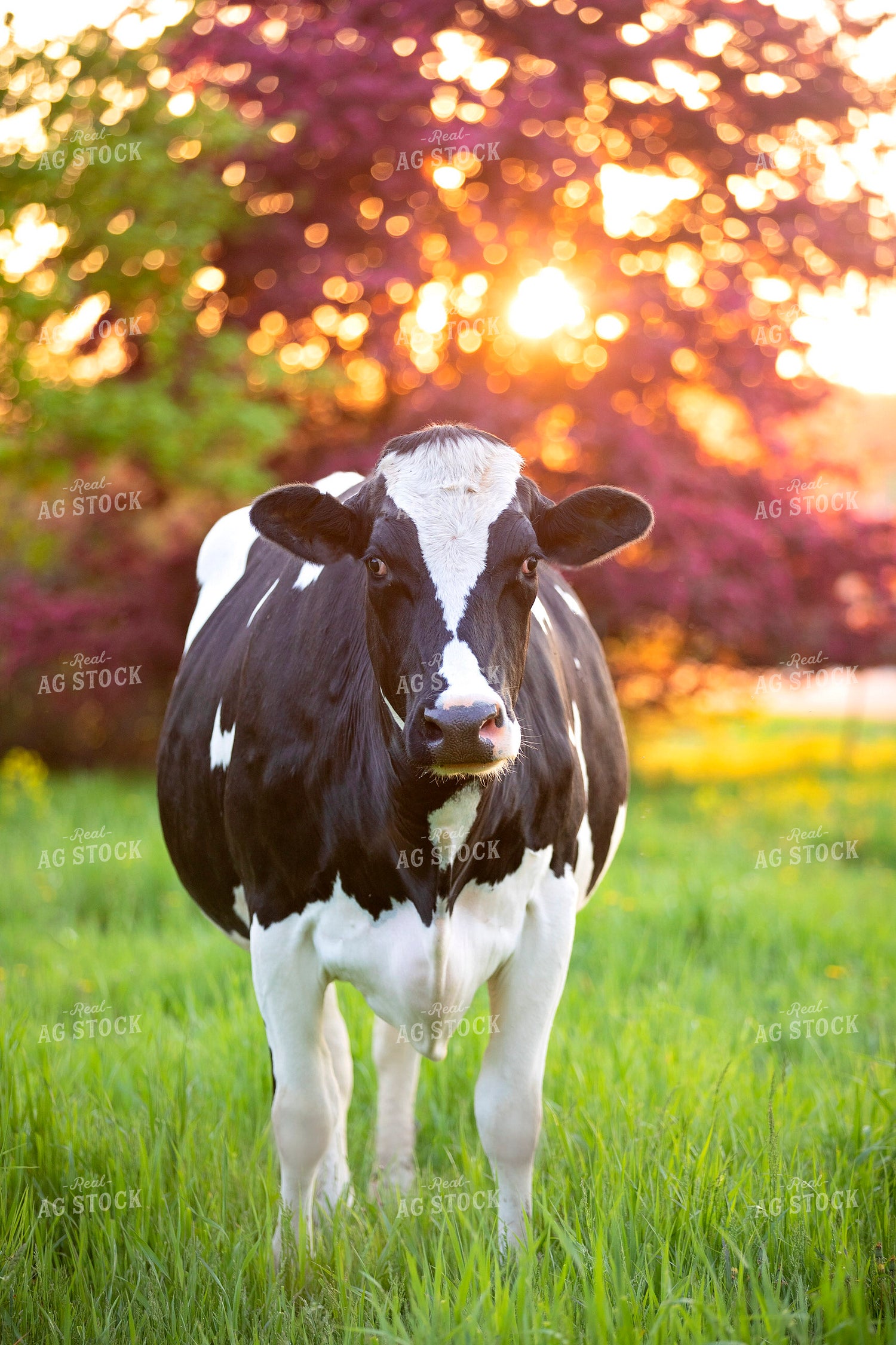 Dairy Cow in Pasture 55096