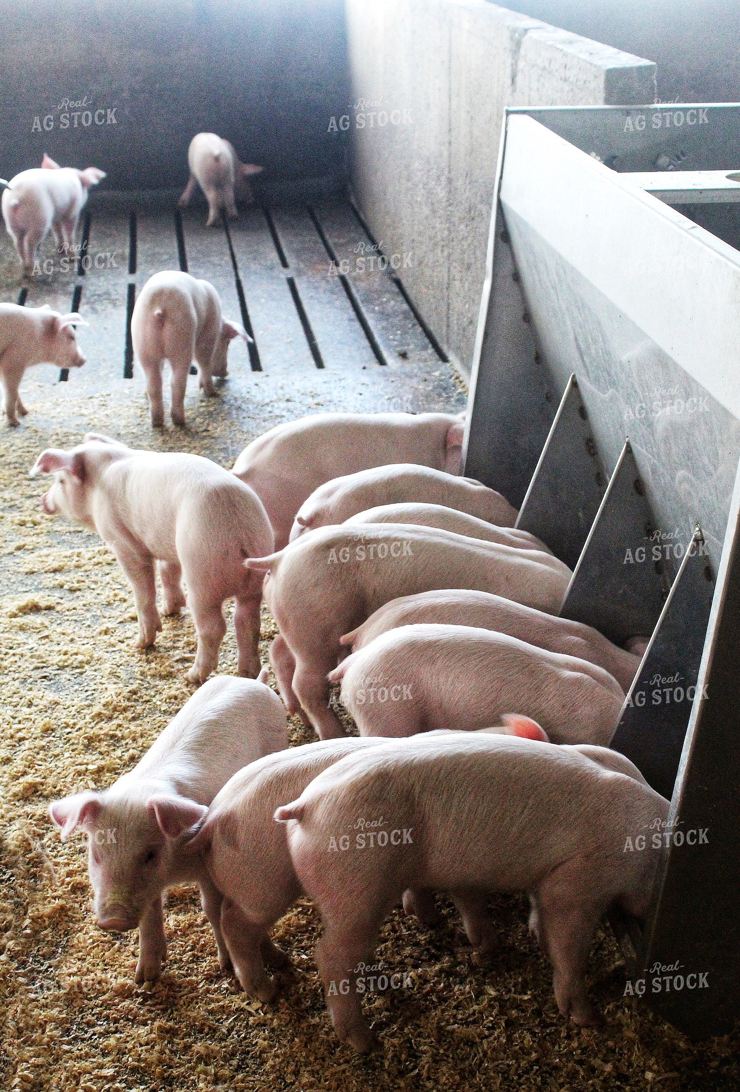 Piglets 141236