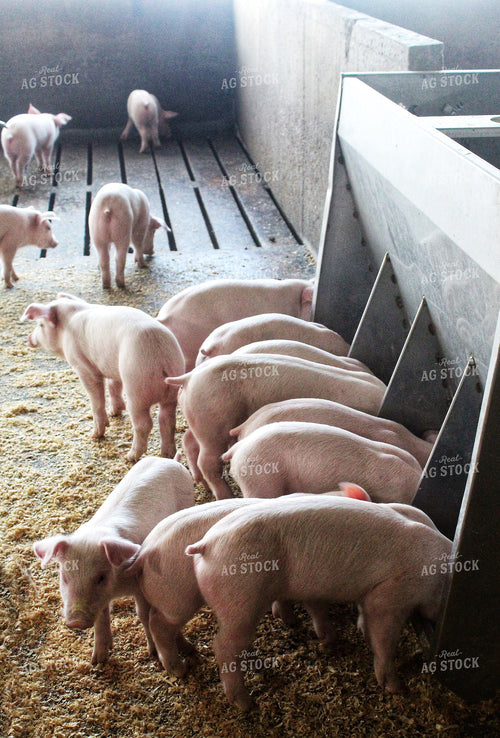 Piglets 141236